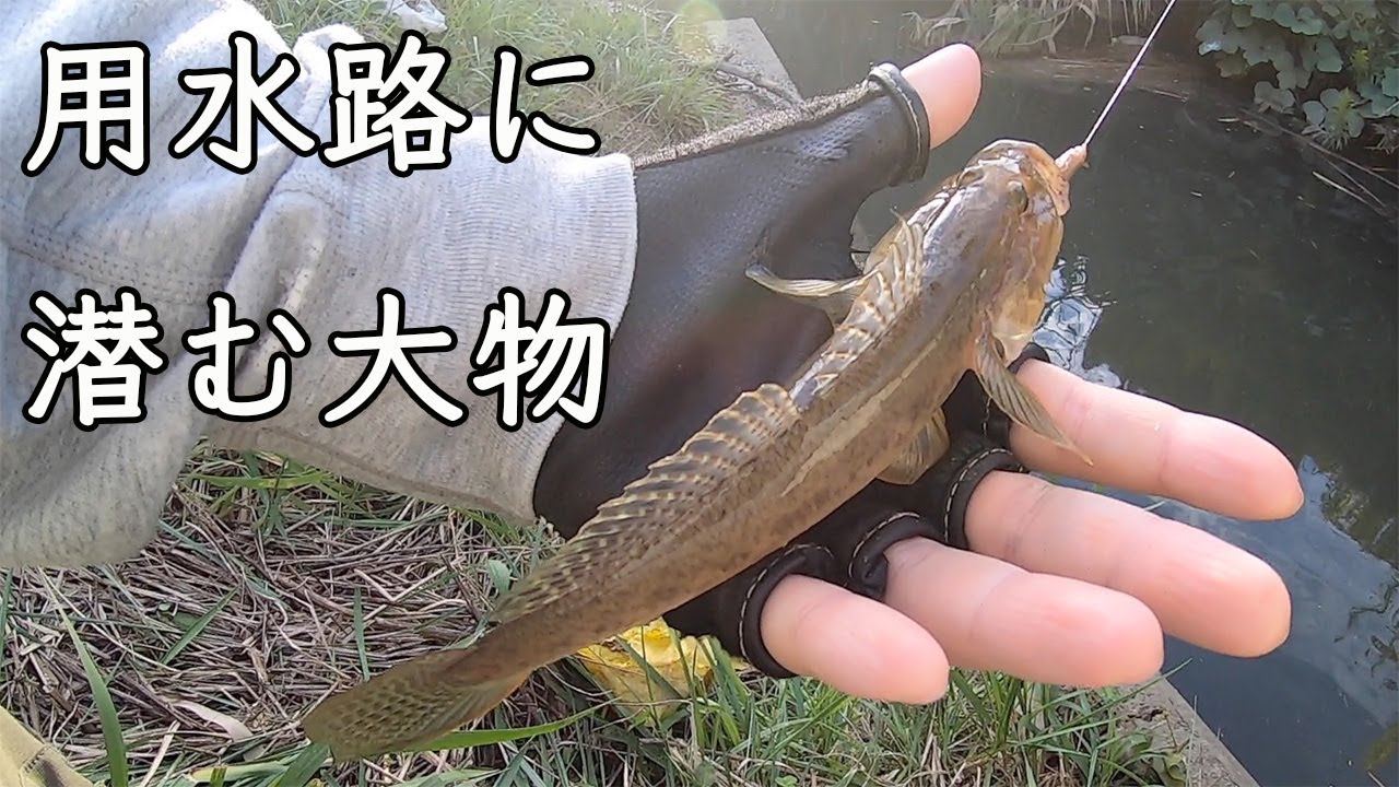 【ハゼ釣り】10月中旬。秋のデカイハゼをのべ竿で狙ってみた