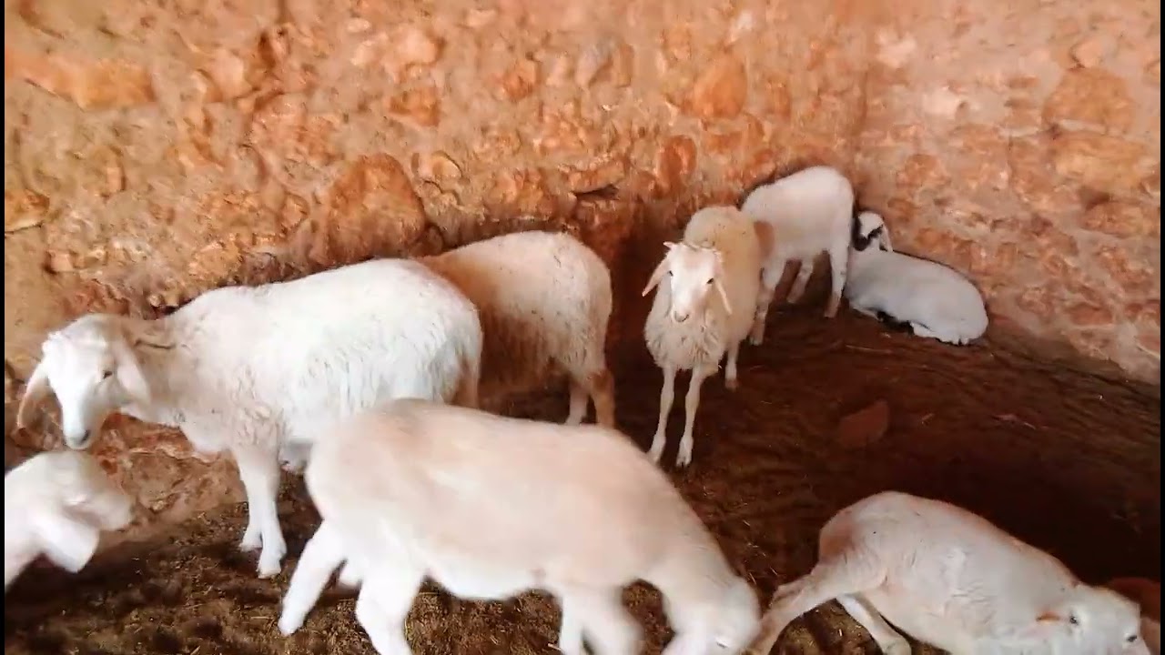 احسن فيديو  لتربية الخرفان من المراحل الاولى