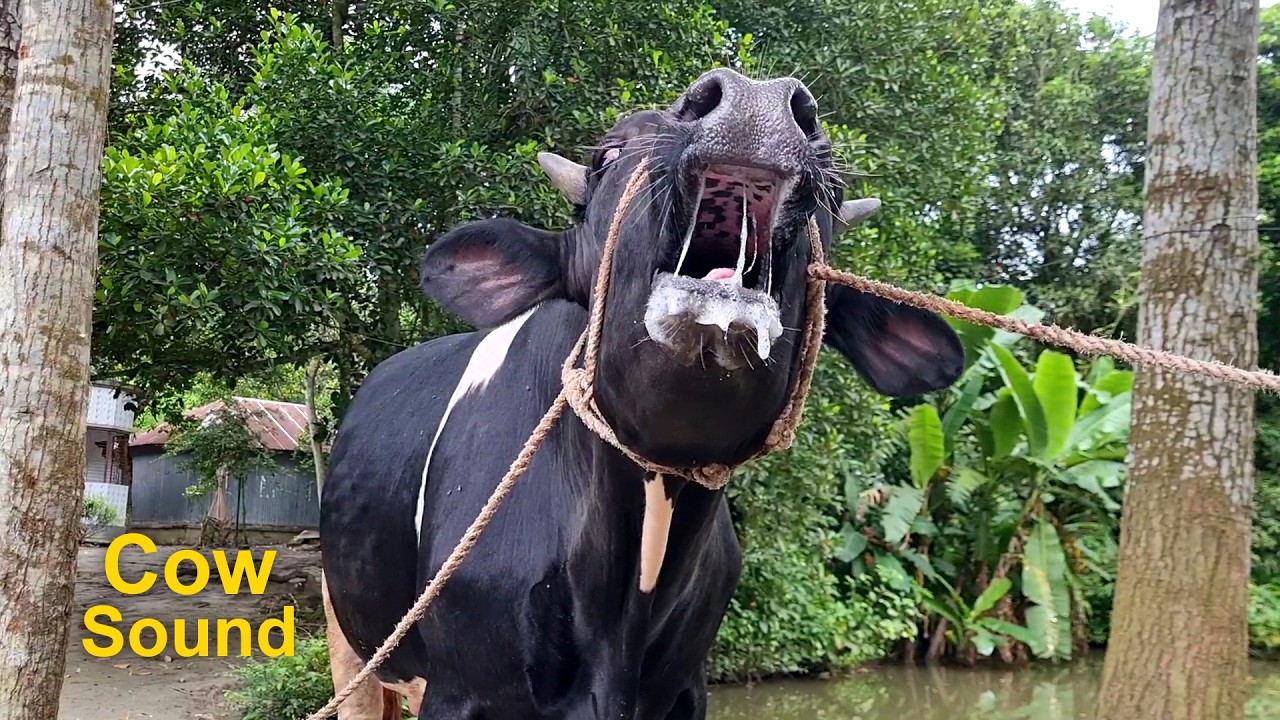 Real Cow Videos and Cow Sound | Cow Moo Sound Variations