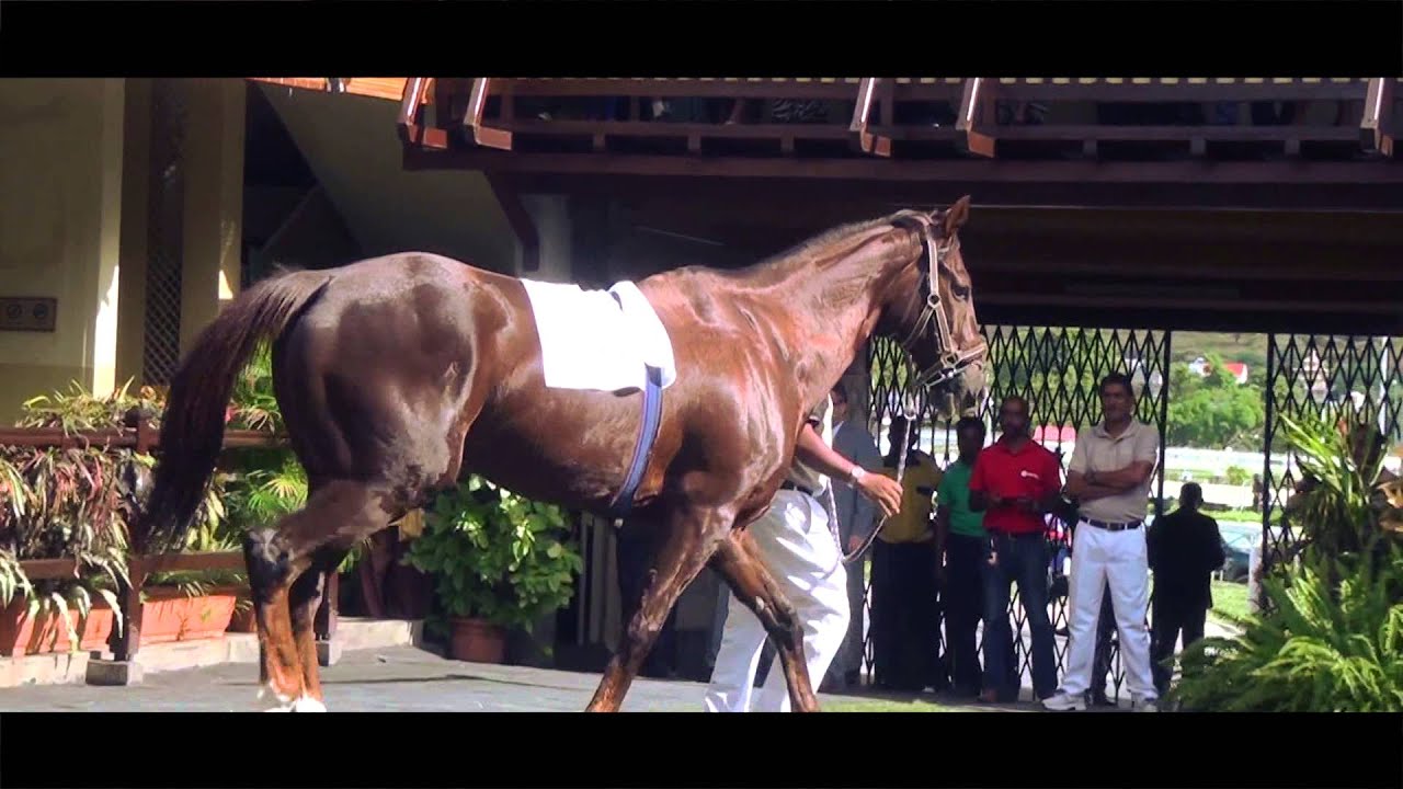 CLUB HIPPIQUE DE MAURICE