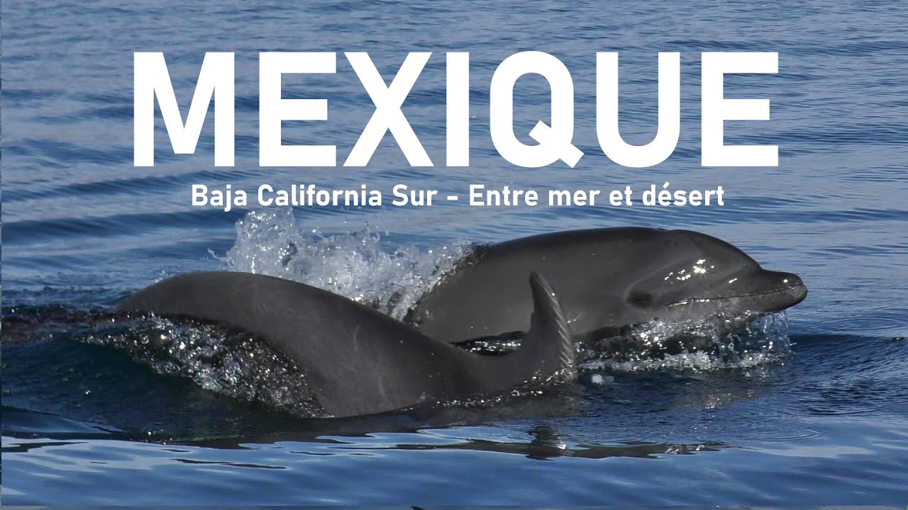 🐬MEXIQUE : ROADTRIP en BAJA CALIFORNIA en CAMPING SAUVAGE ! 🌵