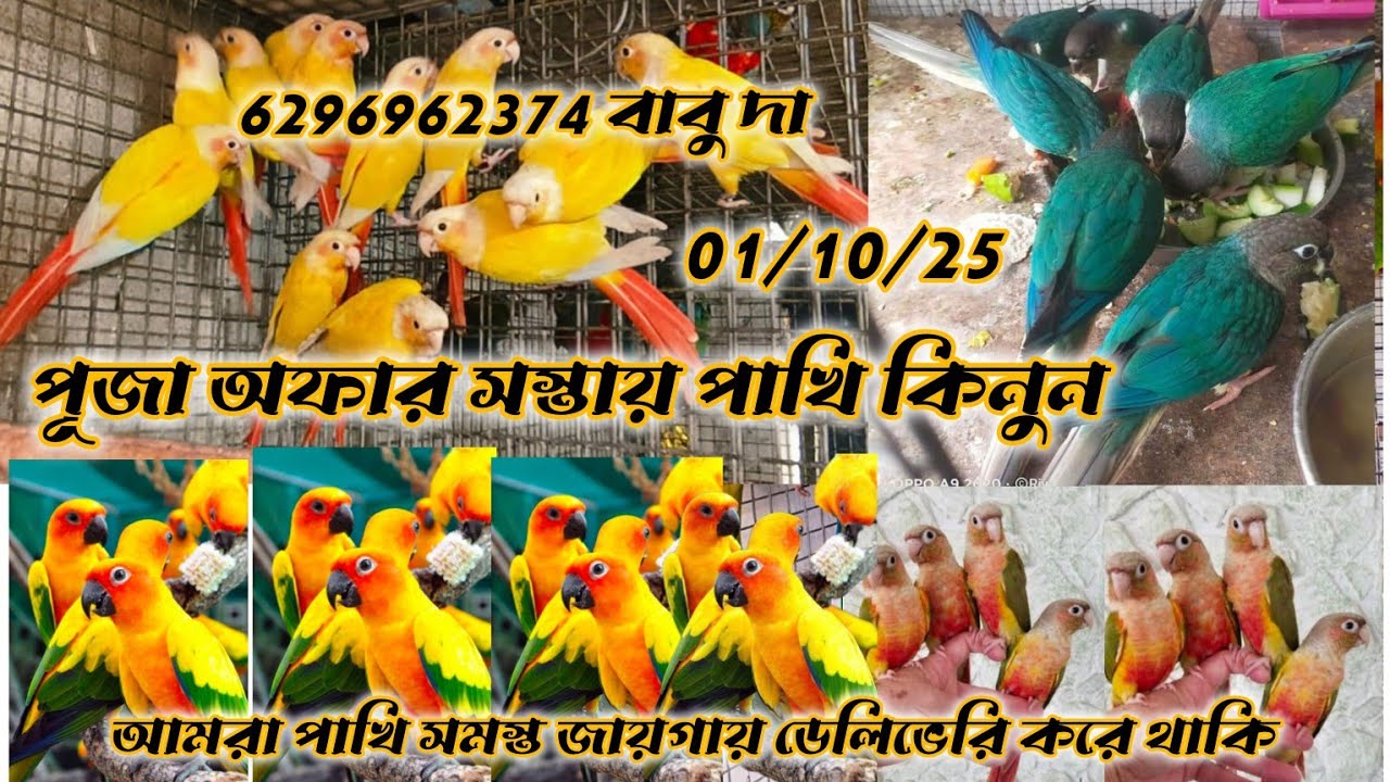 কম দামে পাখি কিনুন,, সান কনুর,, ককাটেল, পাইনাপেল কনুর যোগাযোগ বাবু দা ফোন 6296962374