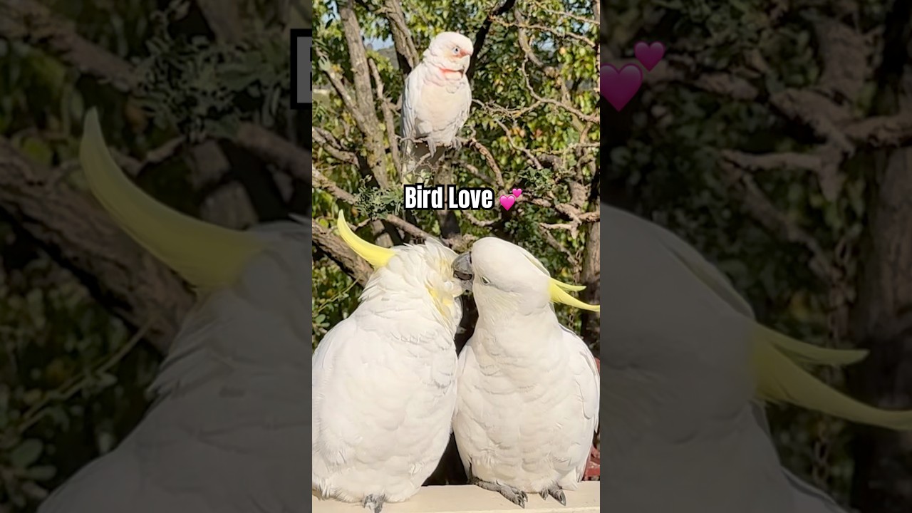 Birds of a feather stick together! 😍 #music #love #song #birds