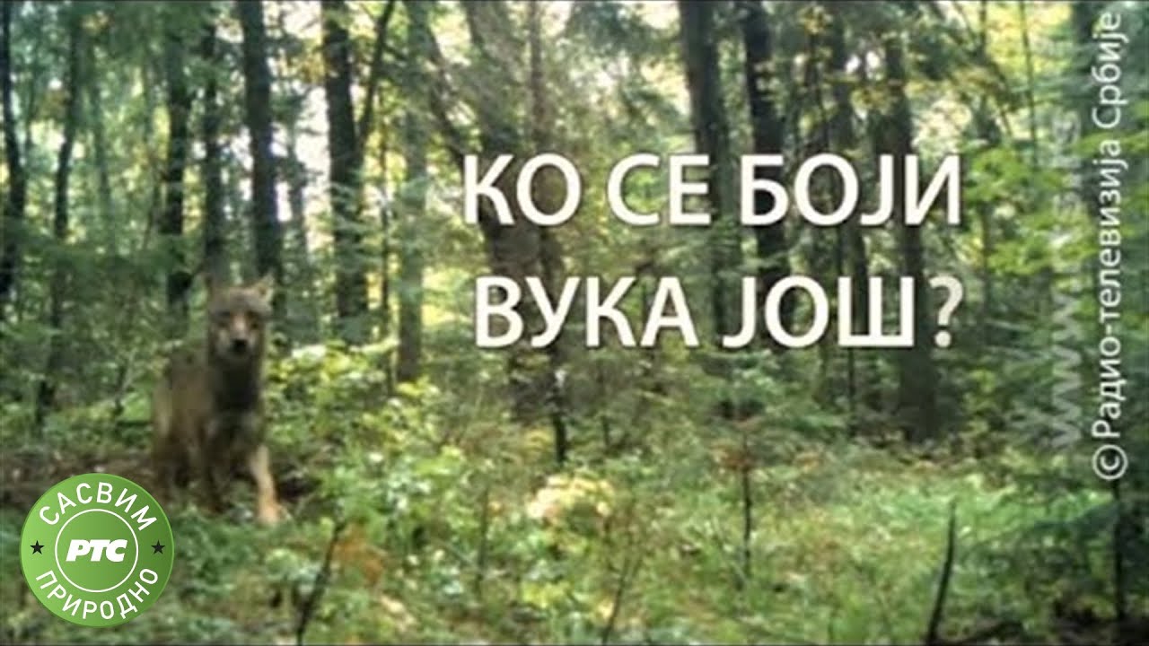 Sasvim prirodno - Ko se boji vuka još? (Jovan Memedović)