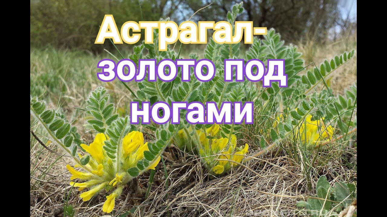 Тайна травы долгожителей...Золотое растение. Астрагал шерстистоцветковый