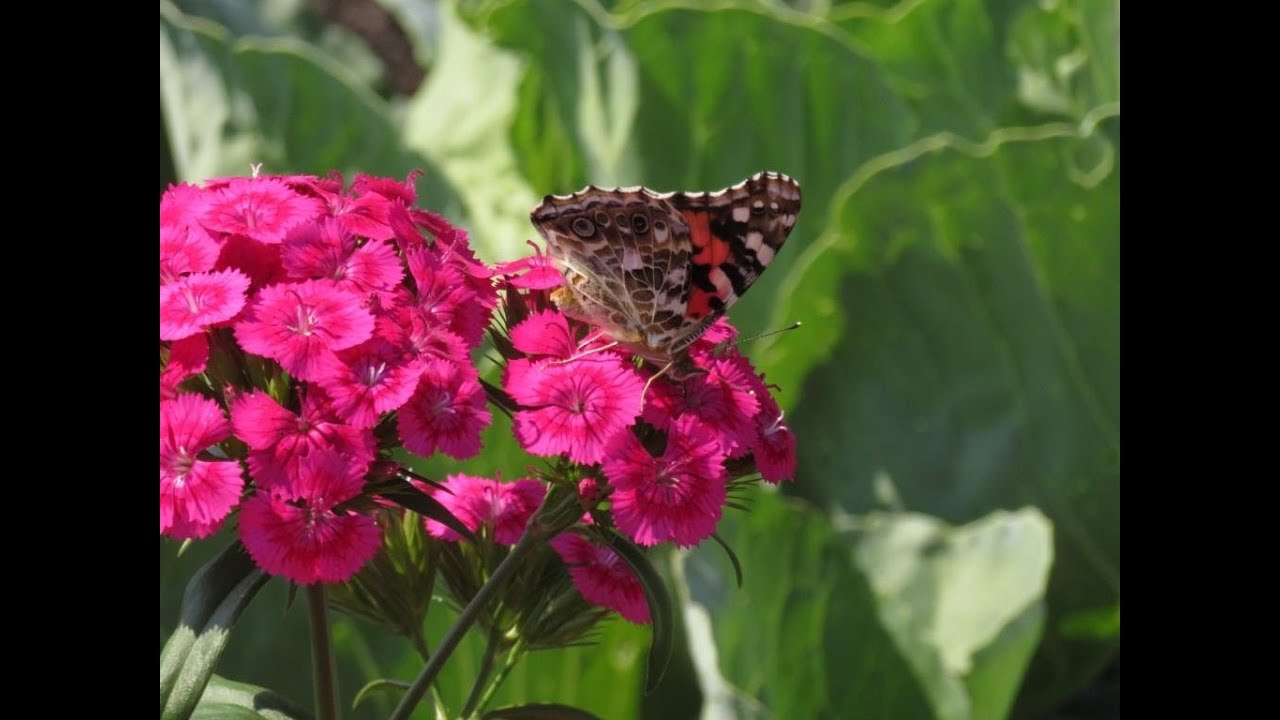 Wells Reserve Lunch 'n' Learn 3-28-18: Amy Witt - Gardening is for the Birds