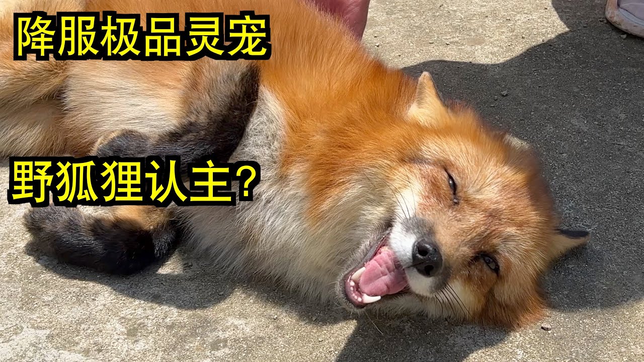 1年前收养的大狐狸，认主啦！！！