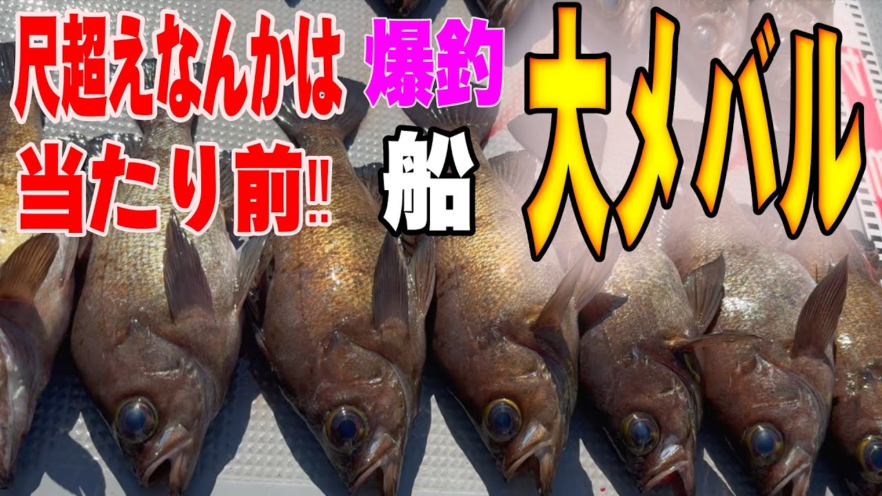 《愛知・竹下釣船》【永久保存】誰でも簡単！尺メバル爆釣マニュアル　2025 3 9メバル　黒メバル