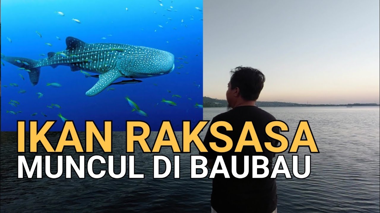 WAHH ‼️ KAWANAN IKAN RAKSASA MUNCUL PERAIRAN BAUBAU