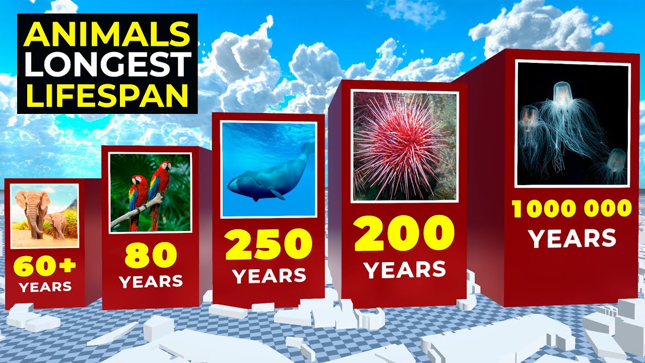 Animals with the Longest Lifespan &mdash; Comparison in 3D