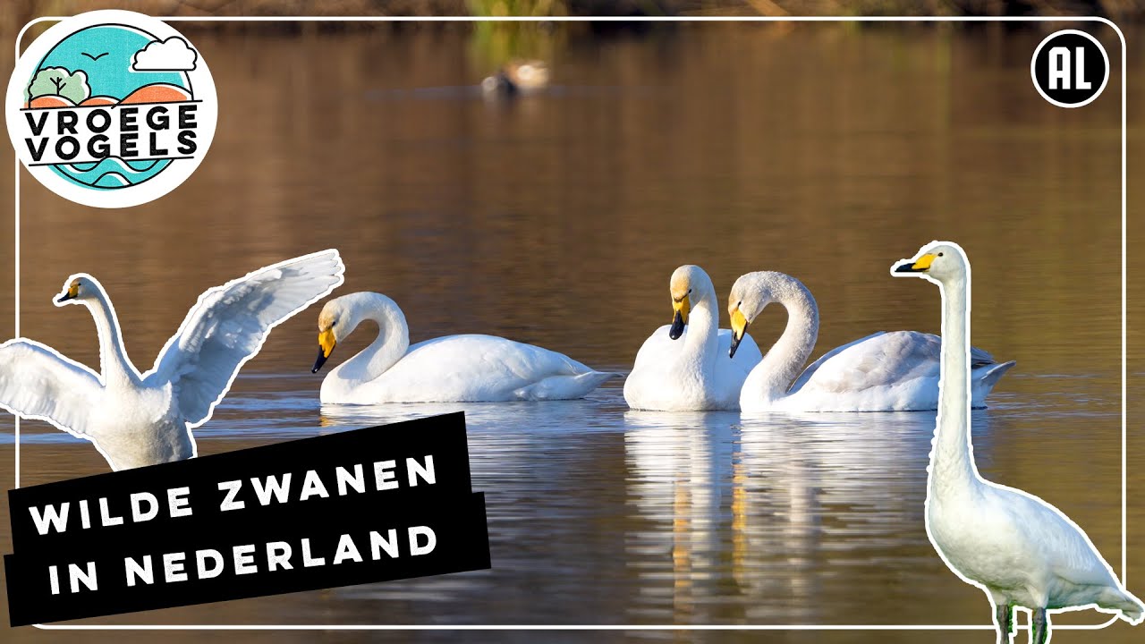 Wilde zwanen overwinteren in Nederland | Zelf Geschoten | Vroege Vogels