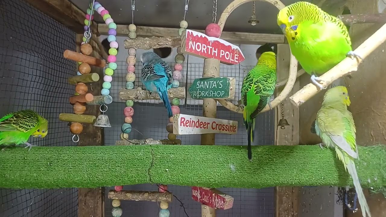 💰🦜How Much Is the Most Expensive Parrot?