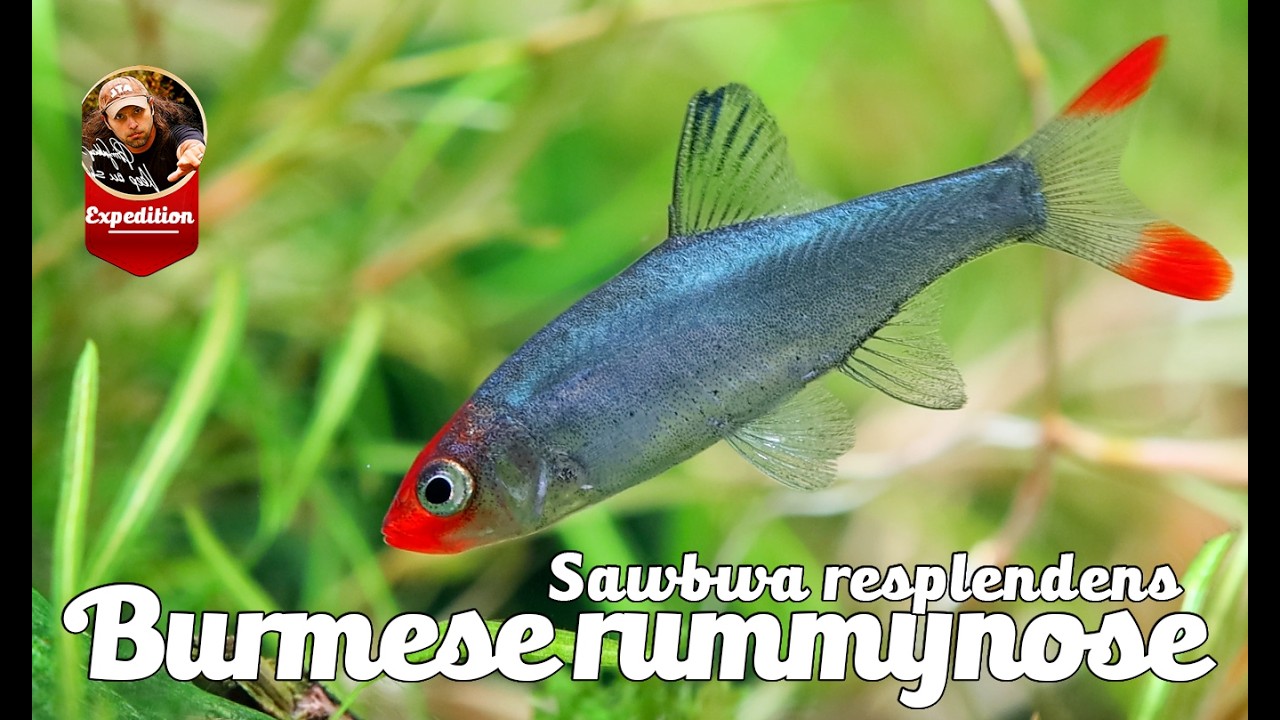 Бирманский красноносый расбор &mdash; Sawbwa resplendens: крошечная рыбка с великой историей | из озера...