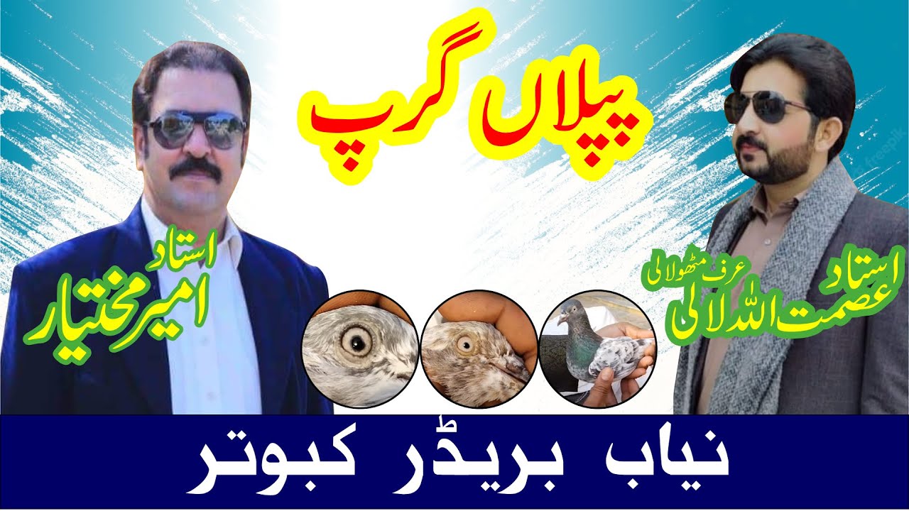 Mithu Laali key nayaab Breeder jo aj sy pehly kabhi nahi dekhy Mithu Laali Key Breeders Kabooter