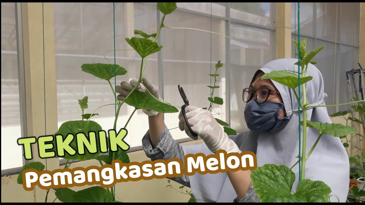 TEKNIK PEMANGKASAN MELON