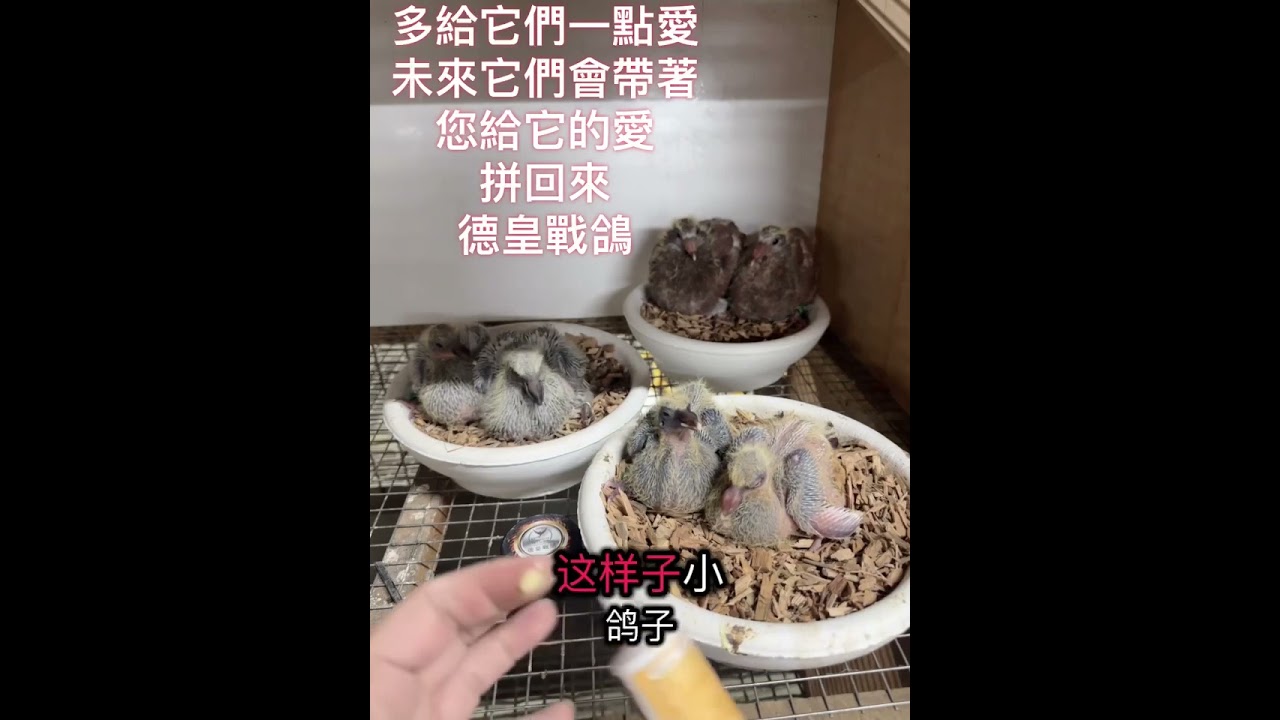 幼鴿如何照顧？