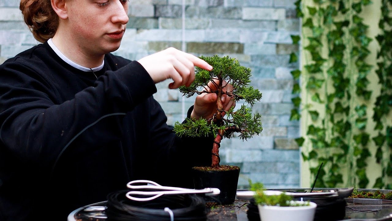 Обработка бонсай из можжевельника Итоигава🌲