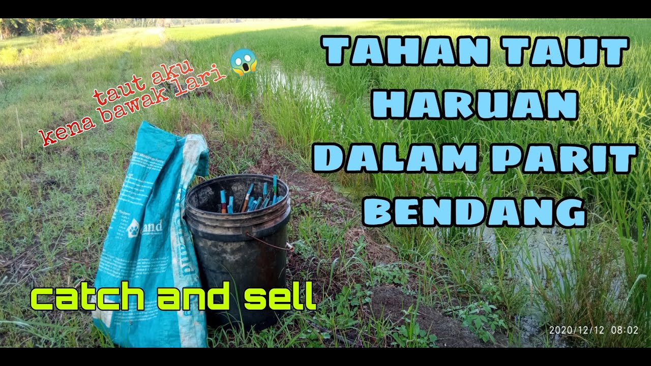 #EP31 Tahan Taut Haruan - haruan bendang saiz idaman di port sarang tebuan