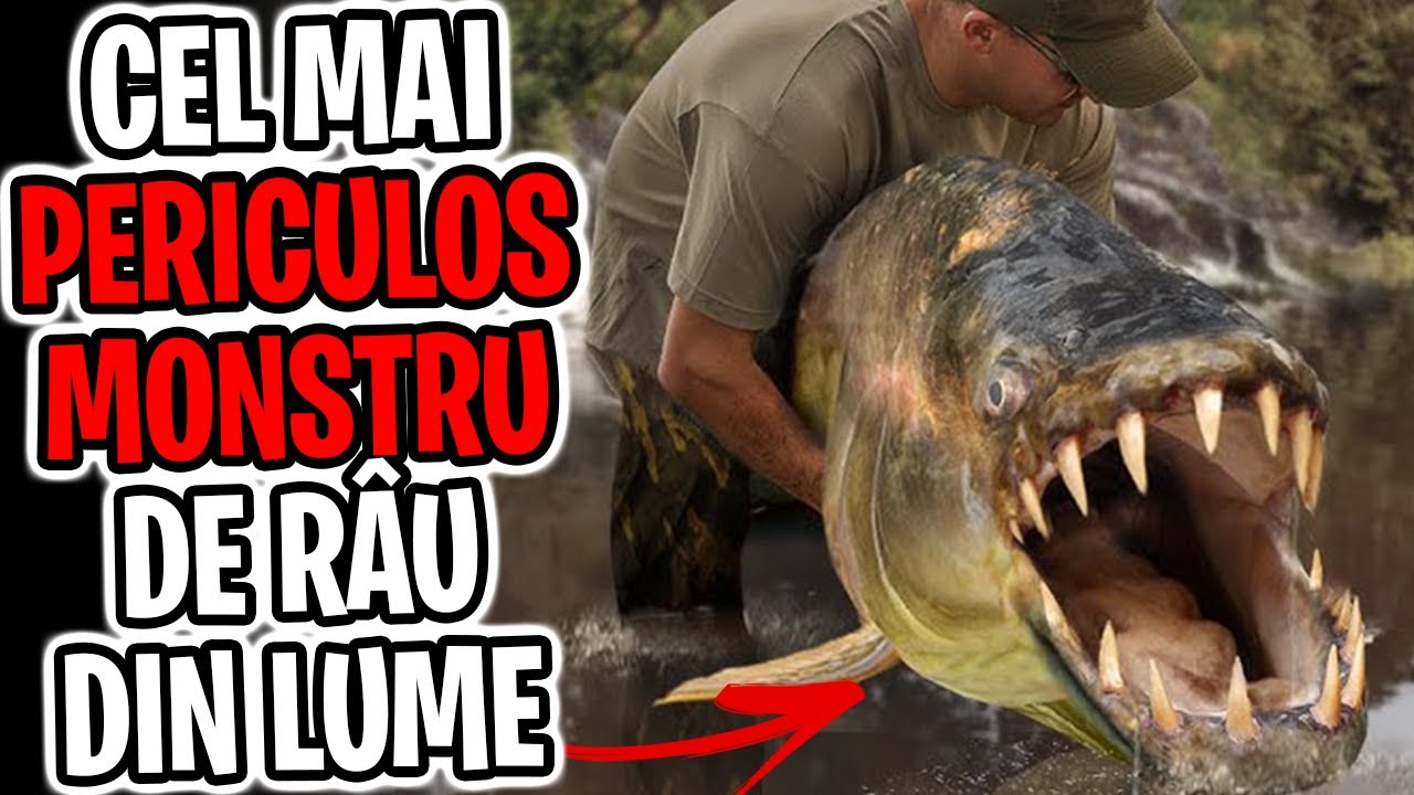 10 Cele Mai MORTALE Animale De Rau Din Lume