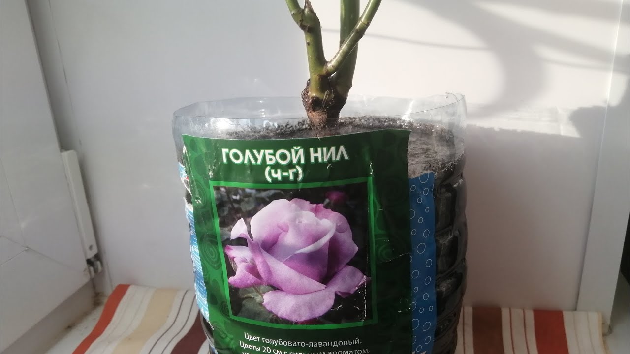 РОЗА ГОЛУБОЙ НИЛ из СВЕТОФОРА 