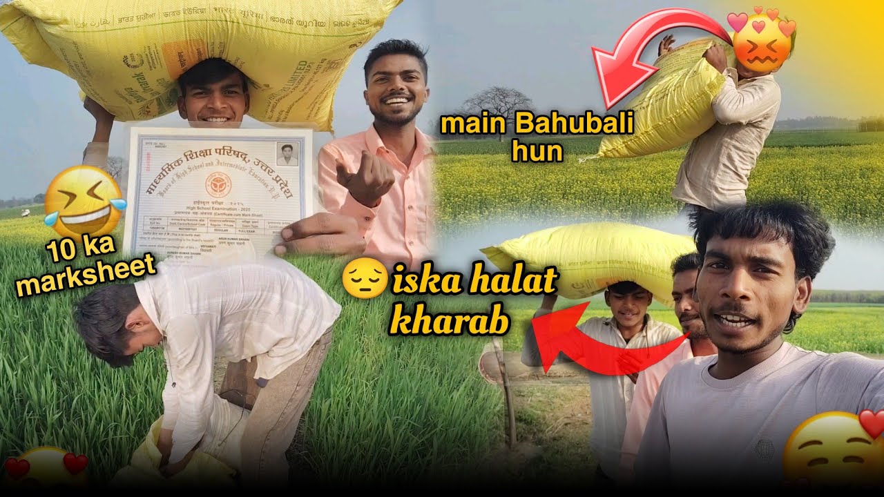 लहलहाते गेहूँ के खेत 🌾 #Vlog video गेहूं की शानदार फसल 🌾✨#DesiGehun #IndianFarmer #AgricultureIndia