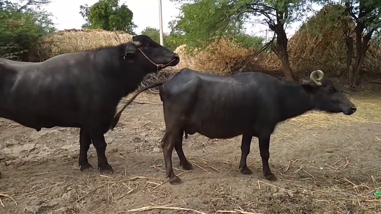 Meetting Bhains milaan kaise kare pata