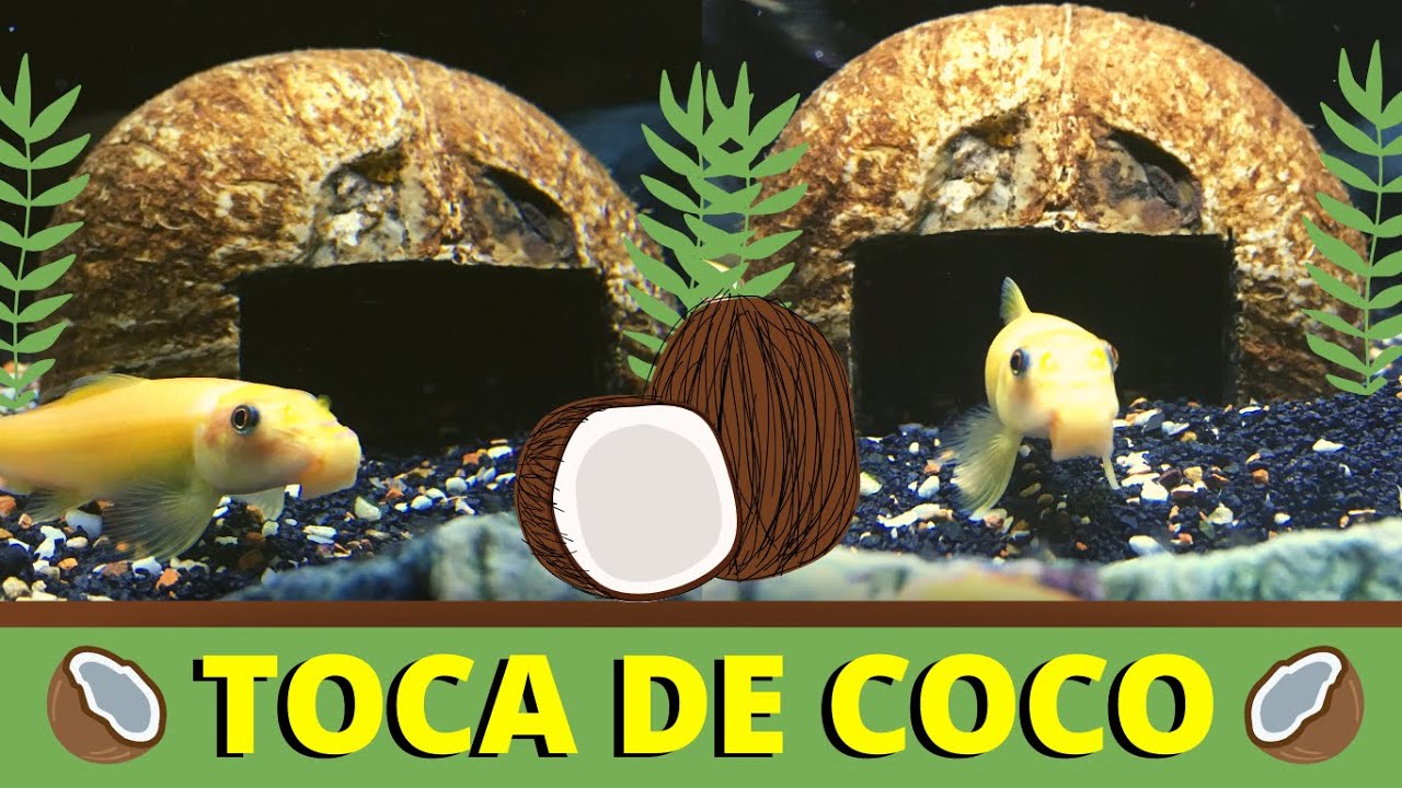 TOCA SIMPLES, FÁCIL E BARATA PARA PEIXES DE AQUÁRIO