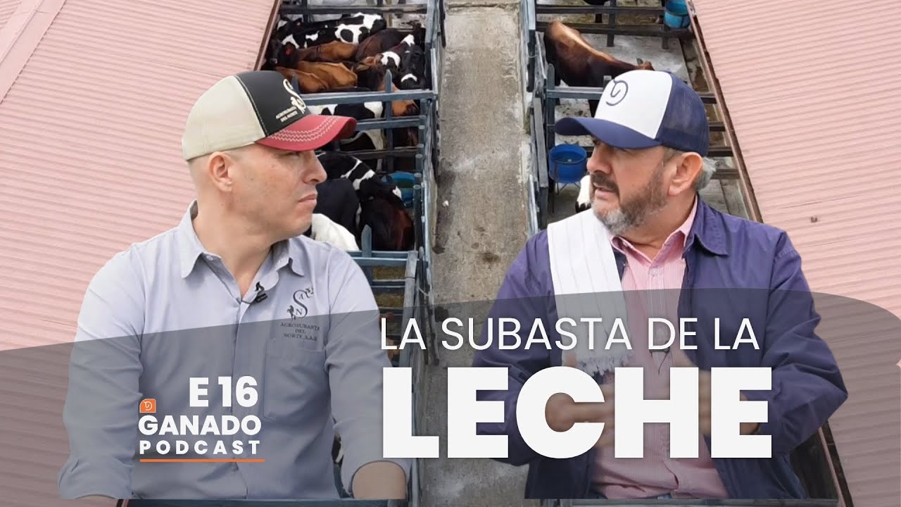 LA SUBASTA Ganadera de la LECHERA