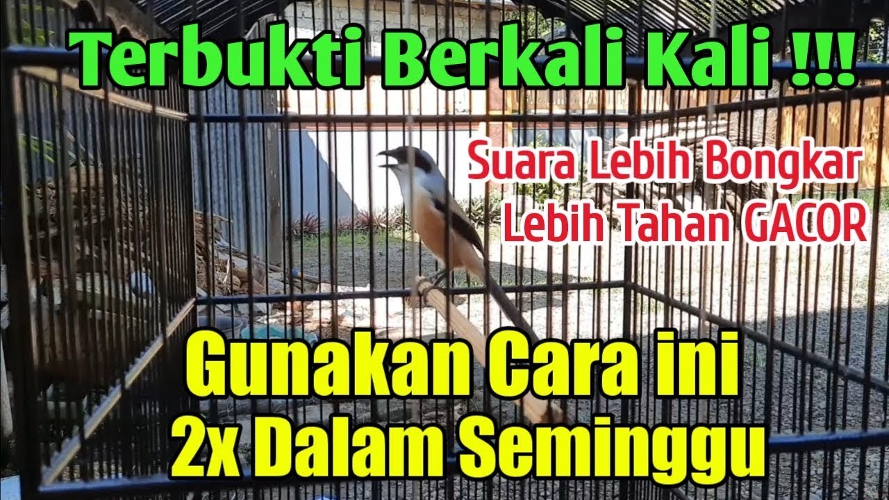 CARA MELATIH KEKUATAN NAFAS BURUNG CENDET