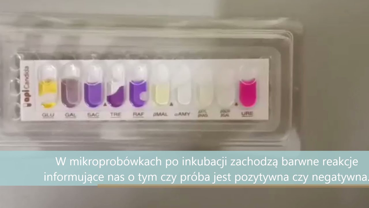 Test szybkiej identyfikacji droży API Candida