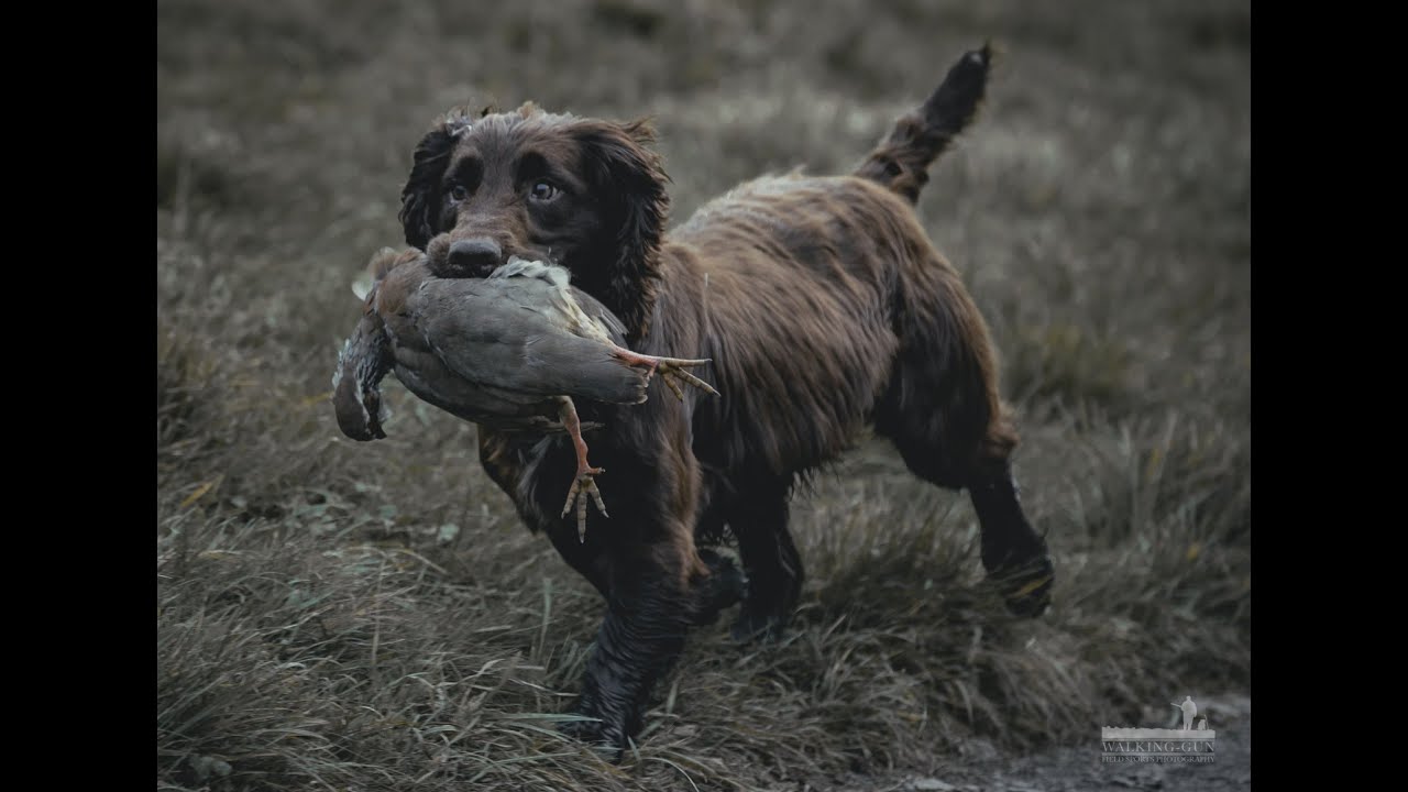 Gun Dog Training Tips with Craiwarn Gundogs (Shooters vlogg 24)