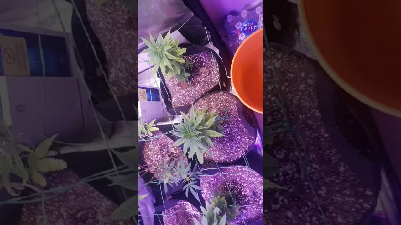 Purple Kush, Green Crack, bruce banner and Amnesia haze clones in veg