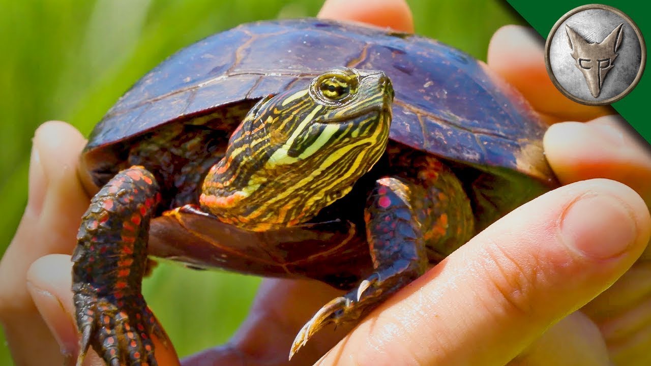 Everyone's Favorite Turtles!