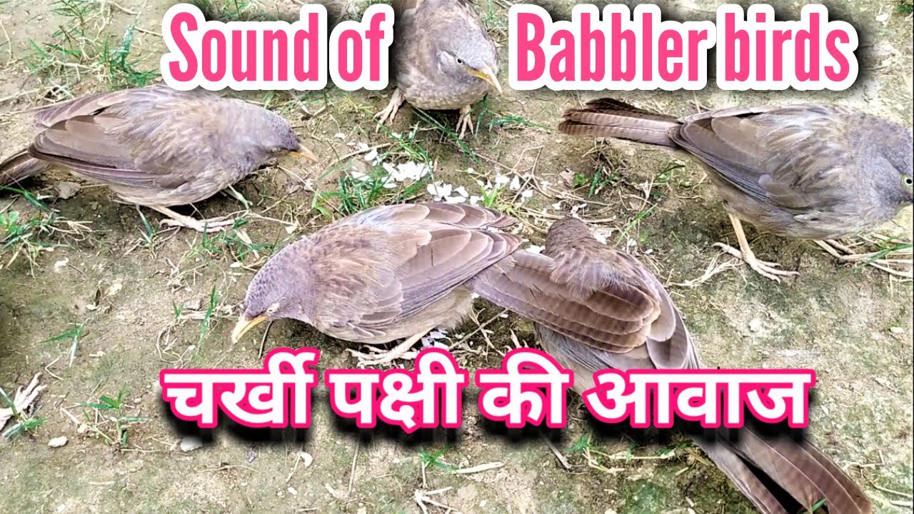 चर्खी पक्षी की आवाज | Babbler Bird Sound | Babbler flock sound | Charkhi Bird | Seven Sister birds