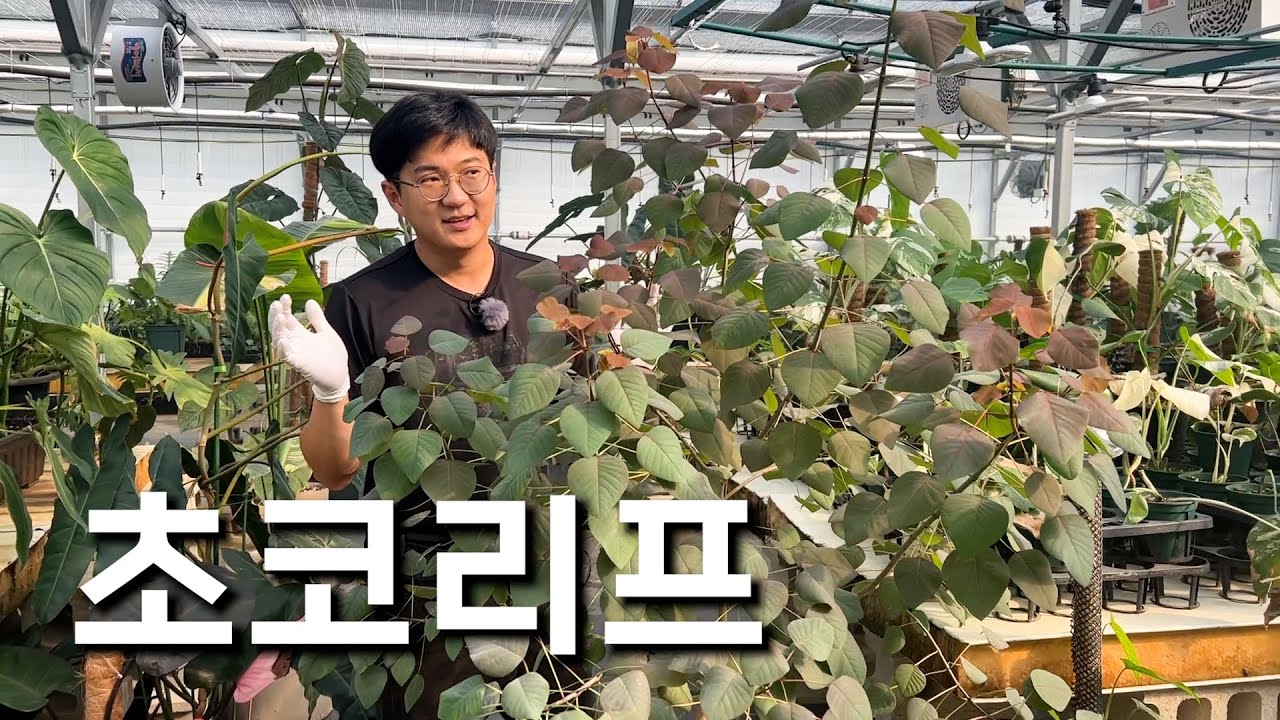 치키치키차카차카초코초코리프🍫🎶