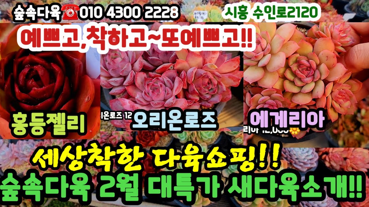 슢속다육 2월특가다육 착한군생 신상대박입고!! 맛집 털러 오셔유!!#초보다육 #다육쇼핑 