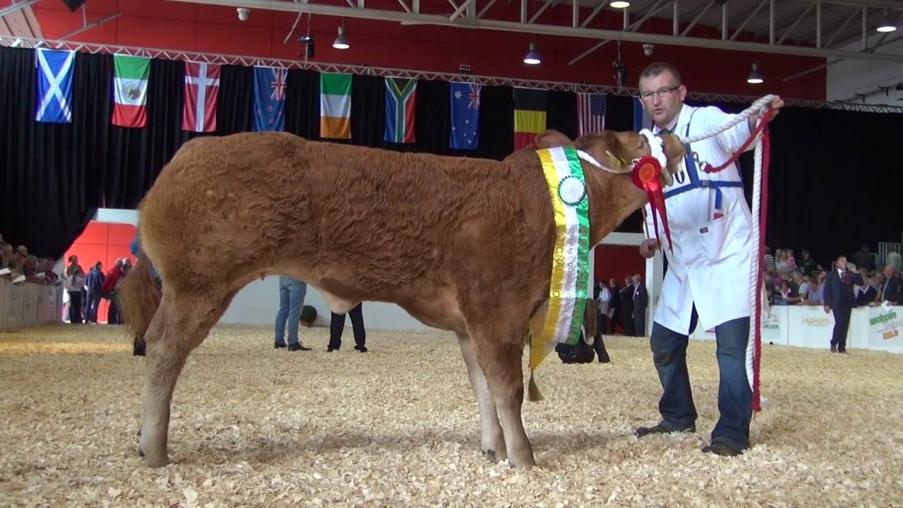 Irish Limousin National Show 2016 - Commercial  Section