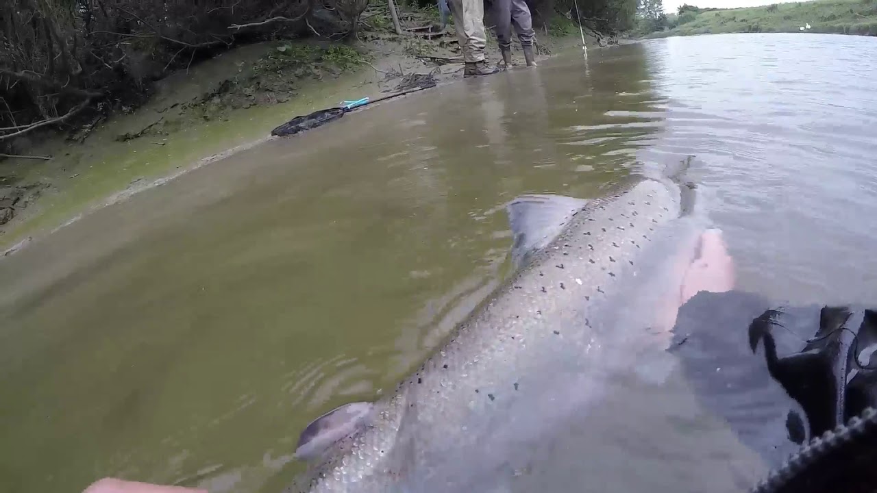 Salmon Fishing on the river Usk (2017)
