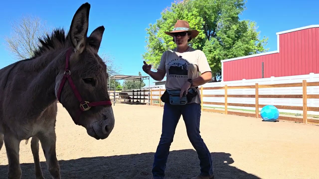Touching pregnant jenny, Kora's, front legs with my 
