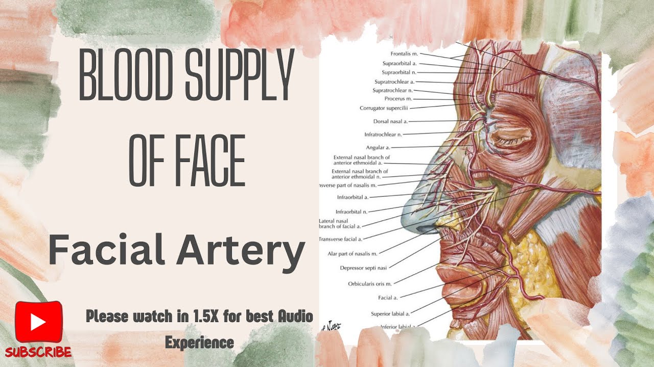Facial  Artery| Blood supply of Face|Head and Neck