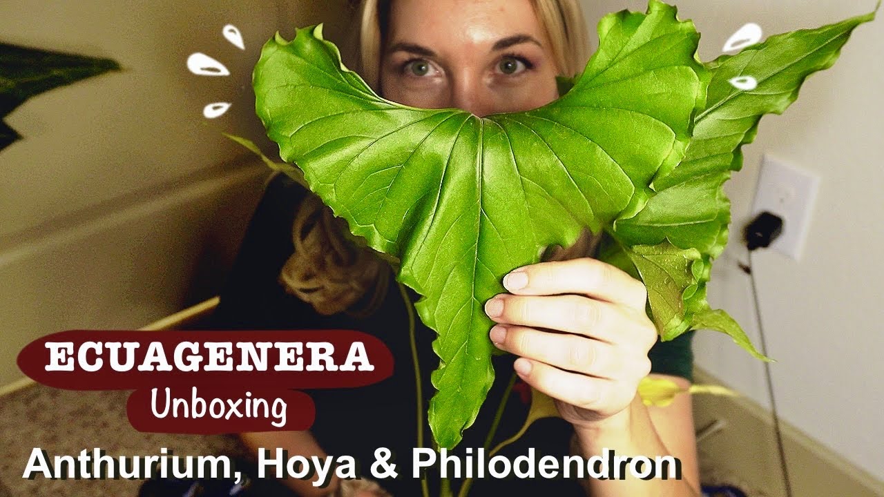 Late Night Ecuagenera Unboxing | Anthurium, Hoya & Philodendron