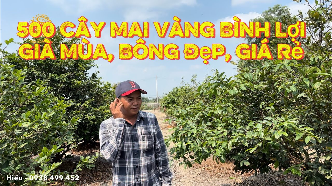 🐉500 c&acirc;y Mai V&agrave;ng B&igrave;nh Lợi hơn 10 năm c&oacute; mặt b&ocirc;ng đẹp gi&aacute; rẻ trong vườn bạn Hiếu|V&ugrave;ng Đất Rồng 