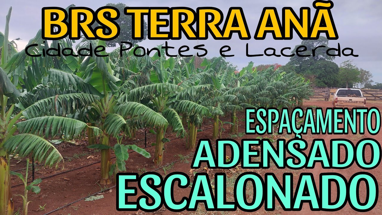 Plantio escalonado e adensado,novo espaçamento banana BRS TERRA ANÃ produtor de Pontes e Lacerda MT.