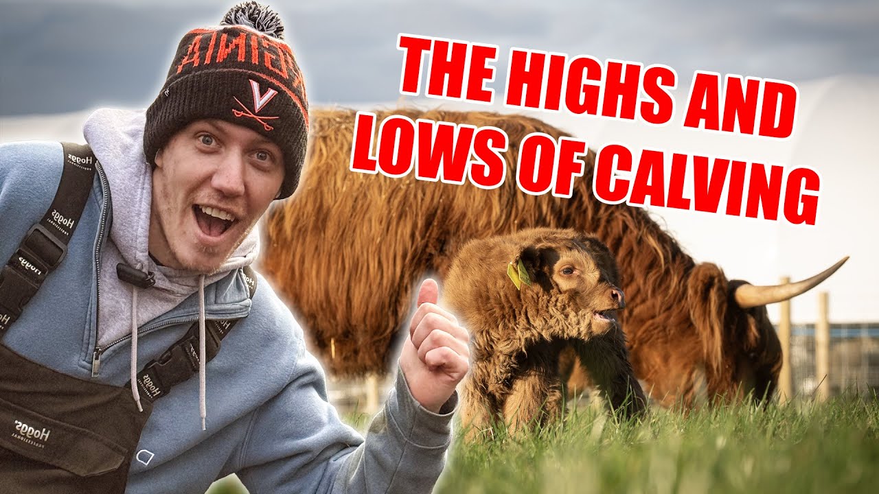 The Truth About What Really Happened With Our Highland Calves! 