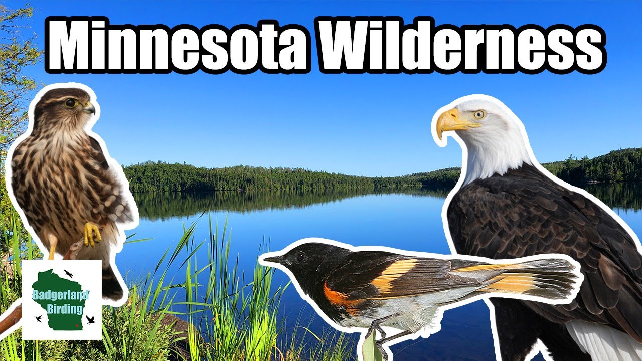Birding a Pristine Wilderness in Minnesota