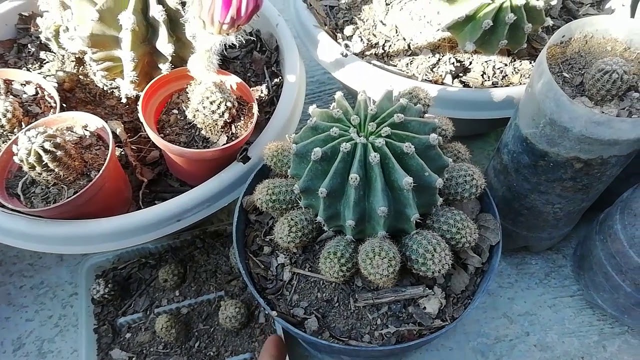 ECHINOPSIS OXYGONA CUIDADOS, REPRODUCCION Y MAS