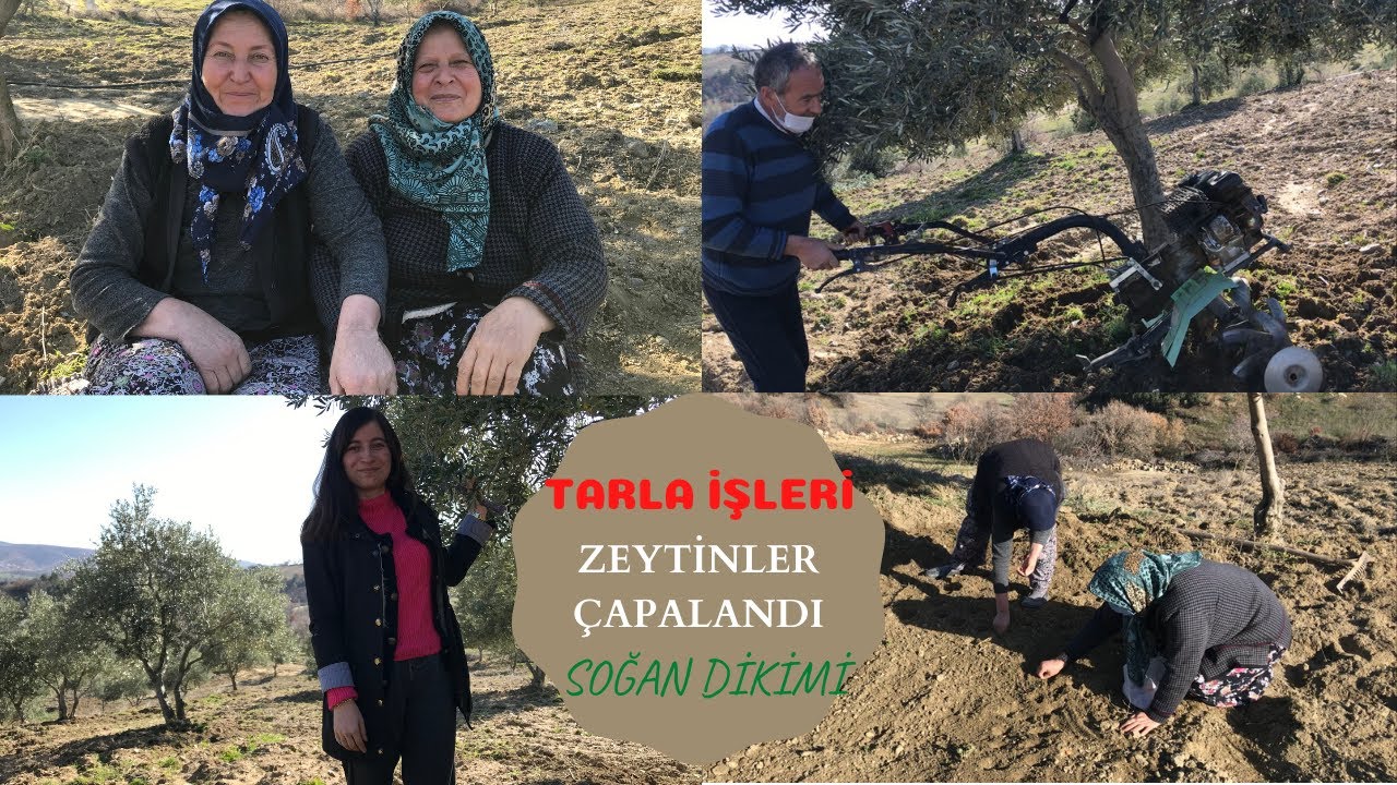 KÖY VLOG 2🕊TARLAYA SOĞAN DİKTİK🧅YAZ İŞLERİ BAŞLADI🌾KÖY HAYATI👩🏼‍🌾TARLA EVİ🏚ZEYTİN BAHÇESİ☀️