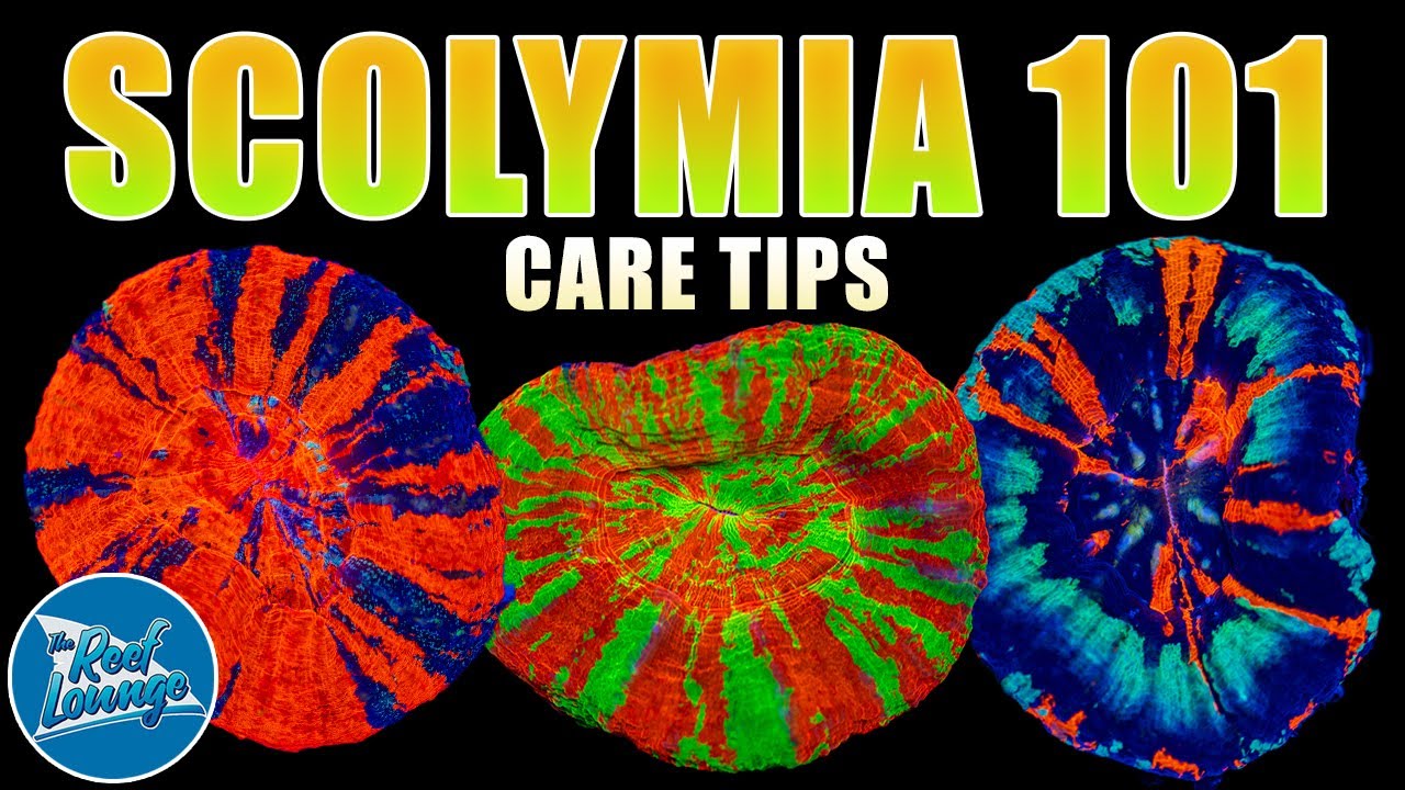 Scolymia Corals - Scoly Care Guide