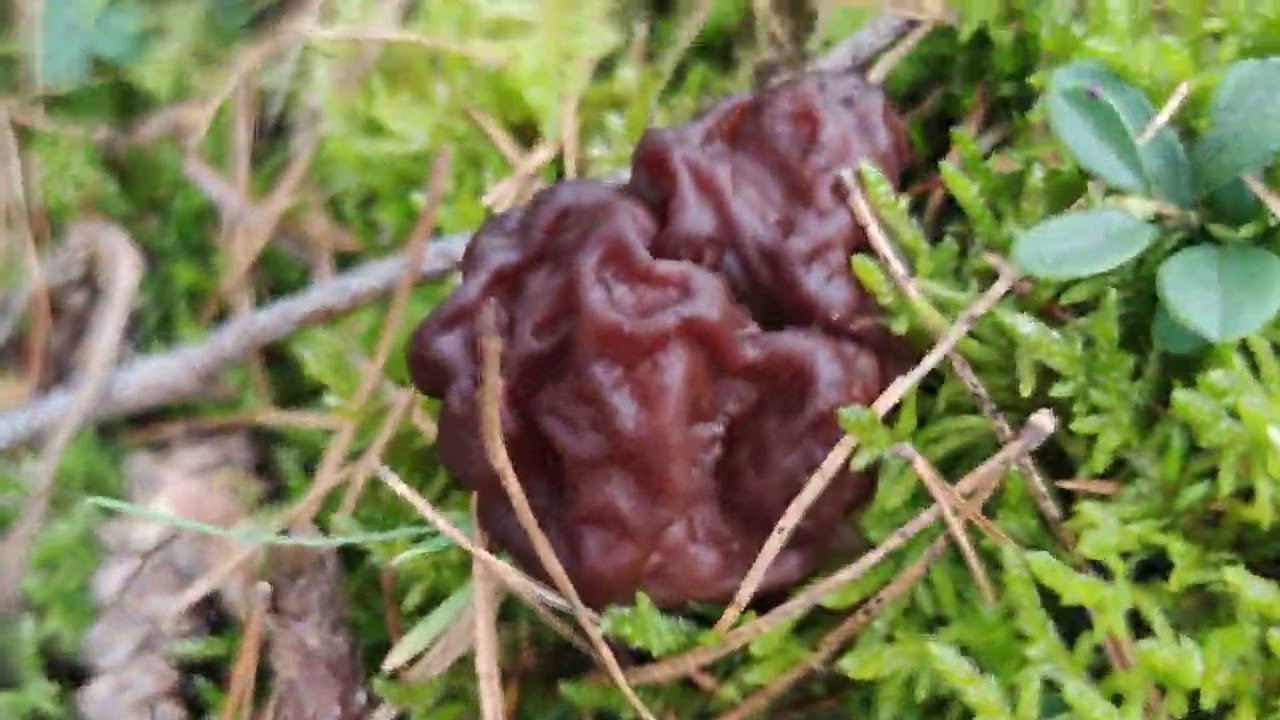 Piestrzenica kasztanowata (Gyromitra esculenta)- jadalna czy nie?  #piestrzenicakasztanowata#grzyby