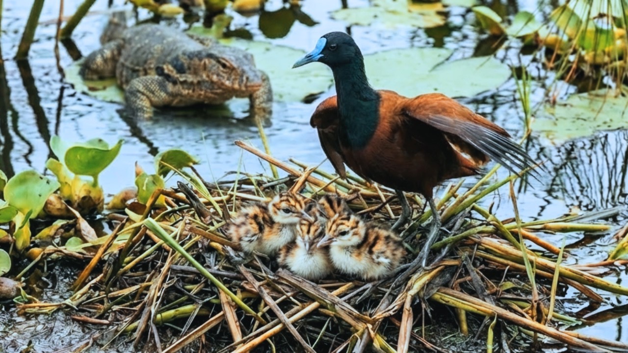 African Jacana: 399 Days From Egg to Survivor | The Ultimate Bird Journey